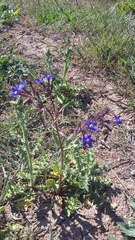 Anchusa stylosa