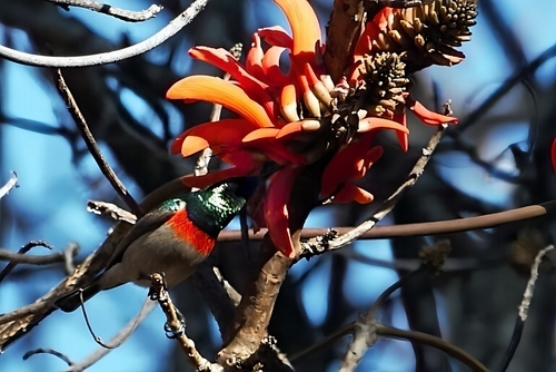 Eastern Miombo Sunbird (Cinnyris manoensis), photo 8