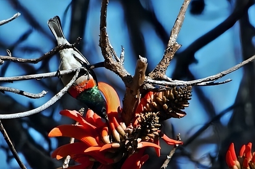 Eastern Miombo Sunbird (Cinnyris manoensis), photo 9