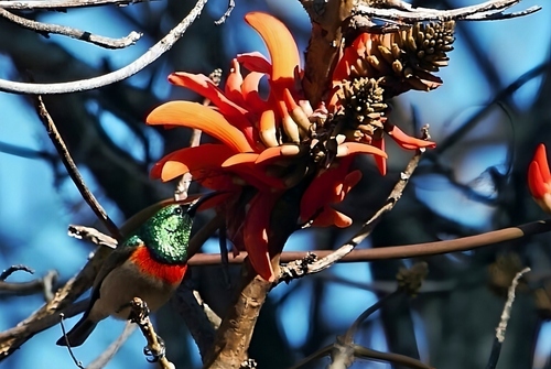 Eastern Miombo Sunbird (Cinnyris manoensis), photo 7
