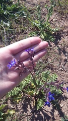 Anchusa stylosa