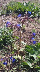 Anchusa stylosa