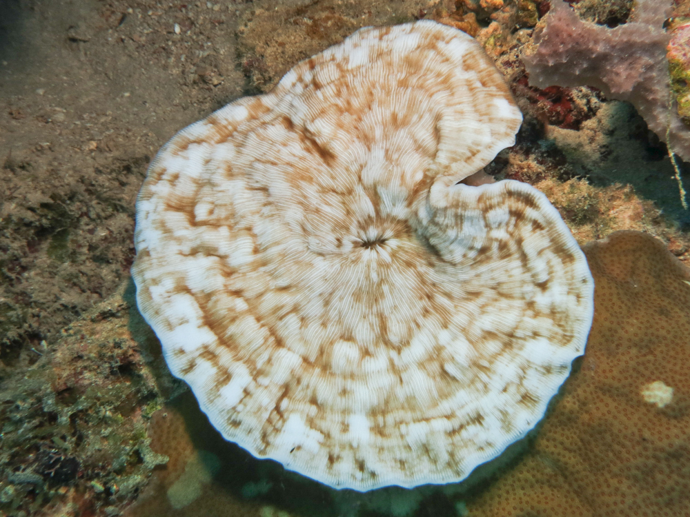 Leptoseris striata