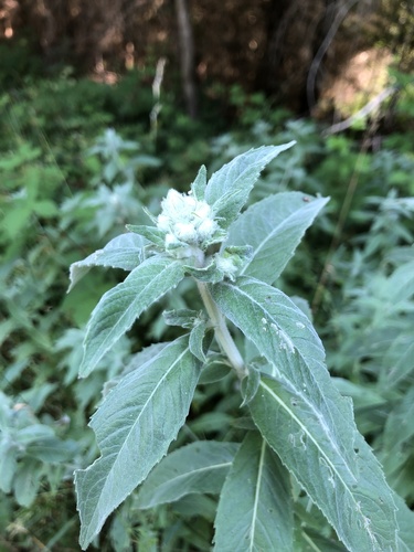 Horse Mint