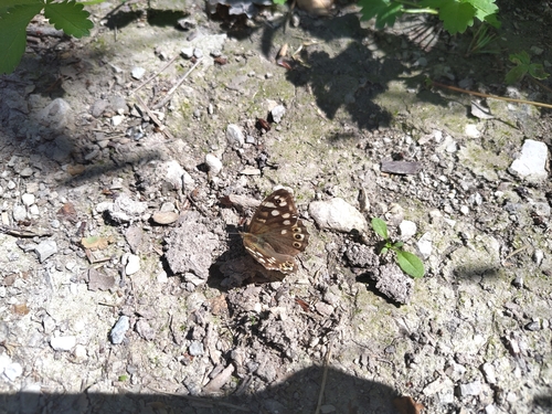 Speckled Wood