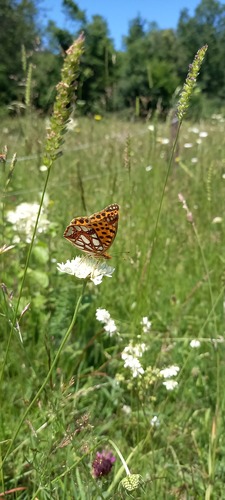 Queen of Spain Fritillary