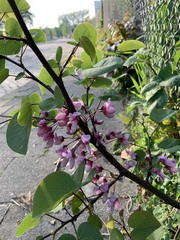 Cercis siliquastrum
