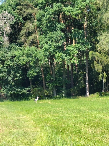 European White Stork