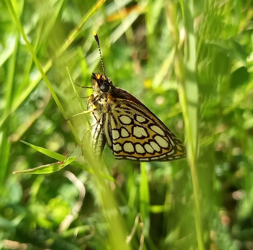 Large Chequered Skipper