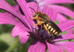 Rhodanthidium septemdentatum