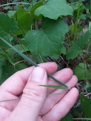 Dichanthelium consanguineum