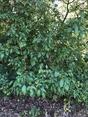 Toxicodendron radicans