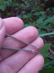 Dichanthelium consanguineum