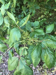 Toxicodendron radicans
