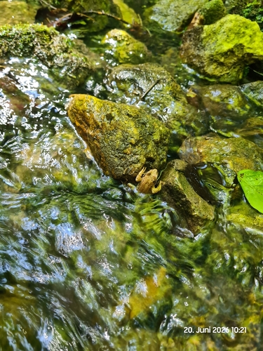European Common Frog