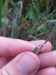 Dichanthelium consanguineum