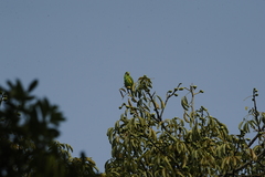Brotogeris chiriri