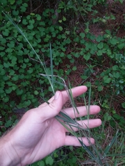 Dichanthelium consanguineum