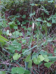 Dichanthelium consanguineum