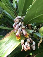 Alpinia nutans