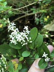 Ligustrum sinense