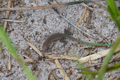 Cnemidophorus lemniscatus