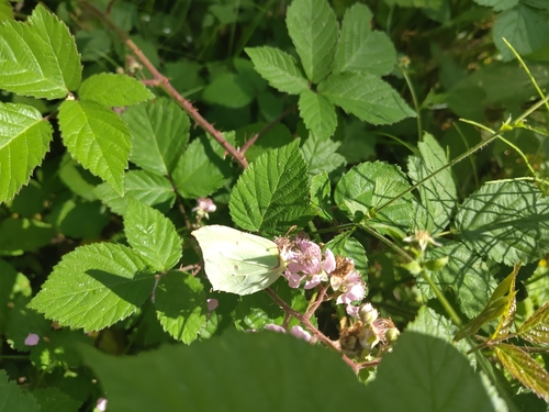 Common Brimstone