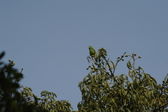 Brotogeris chiriri