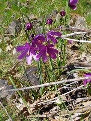 Olsynium douglasii