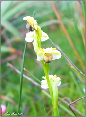 Ophrys fusca pallida