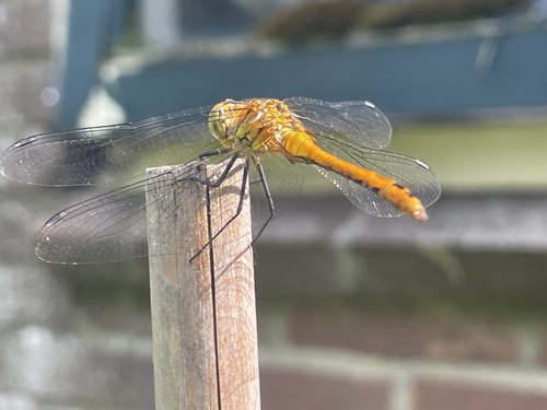 Ruddy Darter