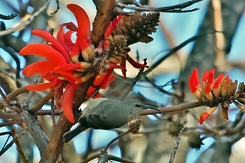 Eastern Miombo Sunbird (Cinnyris manoensis), photo 6
