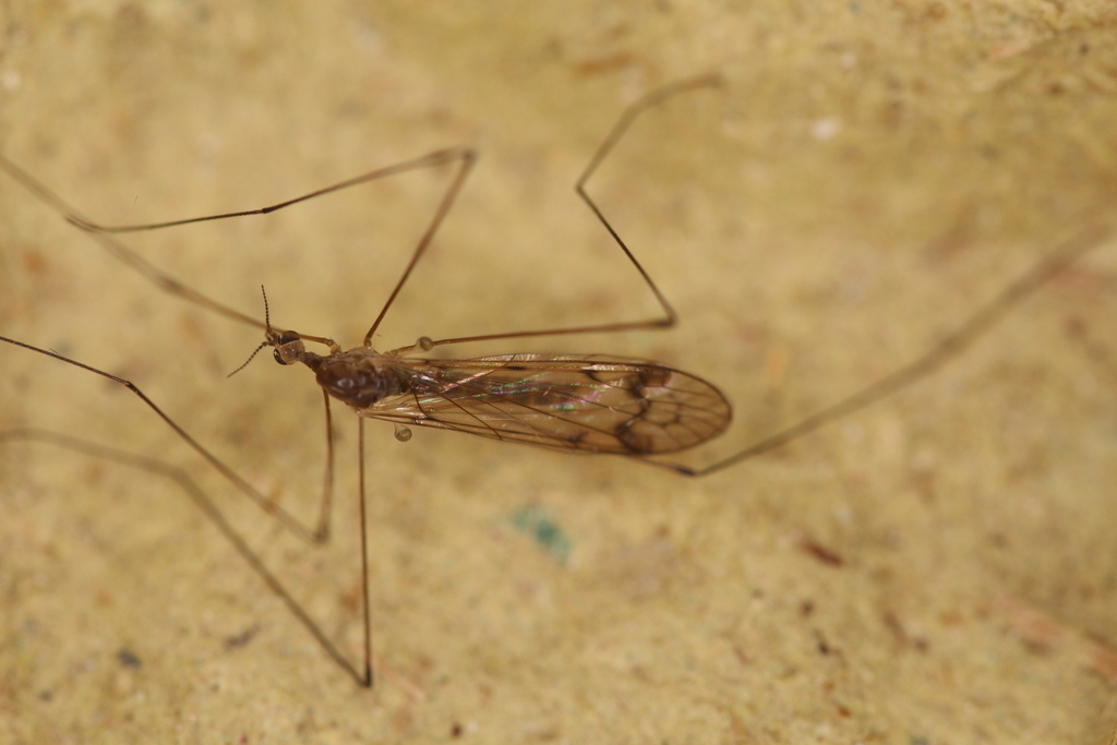 Dicranomyia didyma