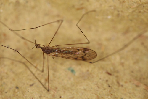 Dicranomyia didyma