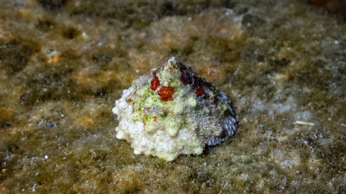 Trochus rota