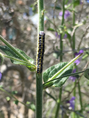 Sympistis perscripta