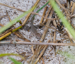 Cnemidophorus lemniscatus