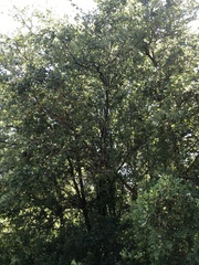 Quercus stellata