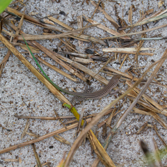 Cnemidophorus lemniscatus