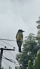 Tyrannus melancholicus