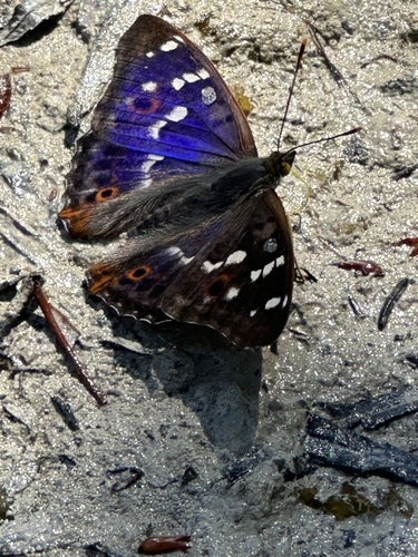 Lesser Purple Emperor