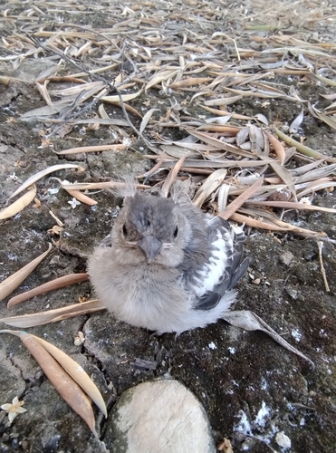Common Chaffinch