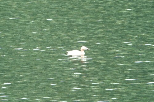 East Asian Little Grebe