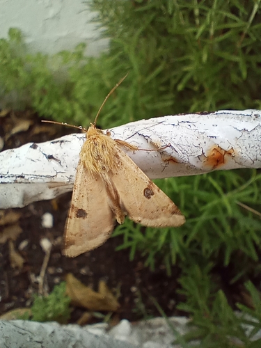 The Bordered Straw