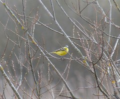 Motacilla flava flava