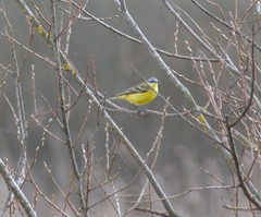 Motacilla flava flava