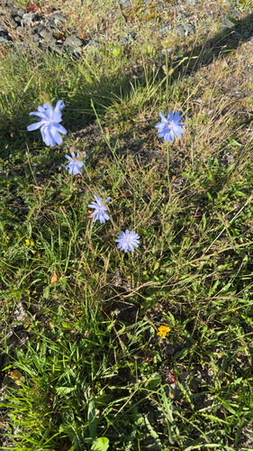 chicory