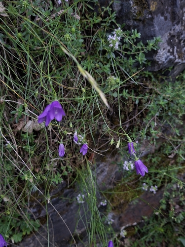 Campanula carnica, photograph 2