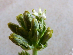 Thesium pubescens