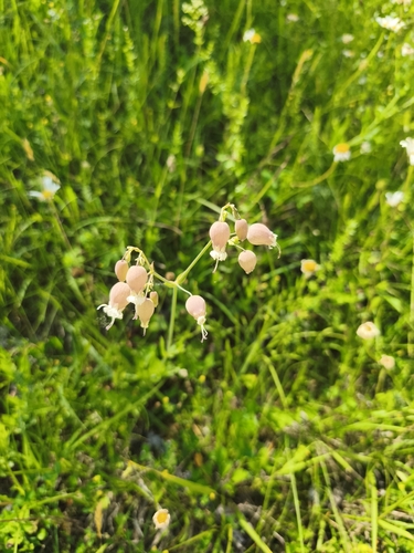 bladder campion